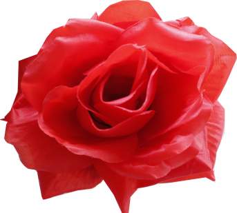 Голова розы шелк АМИ (10см 30шт) 111.464 красный