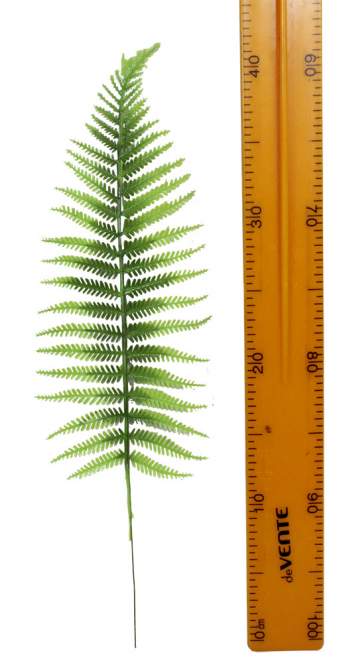 Лист папоротника 4.241